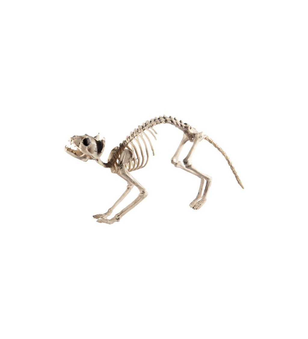 Dekoratív macska csontváz